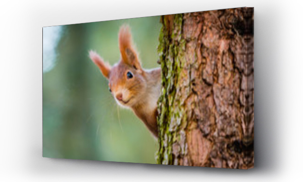 Wizualizacja Obrazu : #100287424 Curious red squirrel peeking behind the tree trunk