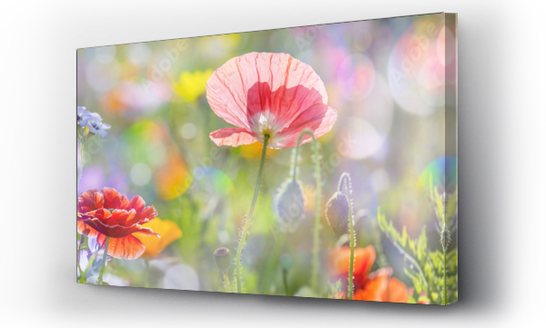 Wizualizacja Obrazu : #101499133 summer meadow with red poppies