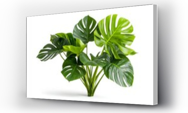 monstera