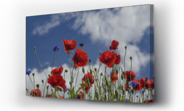 Kwiaty, łąka, Łąka kwiaty