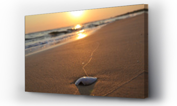 Wizualizacja Obrazu : #101934537 Muszelka, pla?a ?winouj?cie