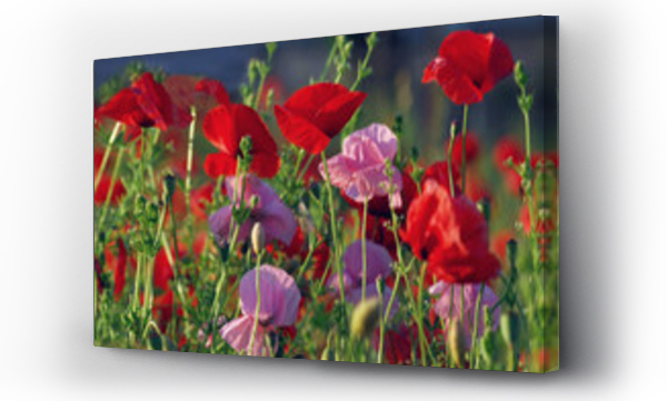 Kwiaty, Kwiaty polne, polne kwiaty