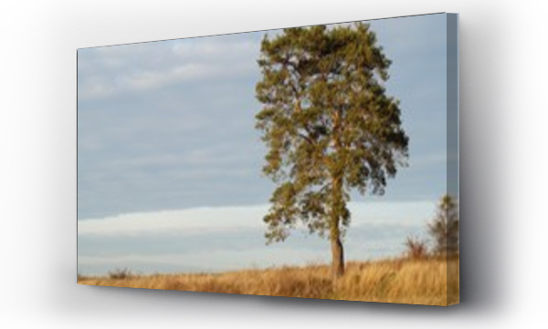 Wizualizacja Obrazu : #102170613 Samotne drzewo