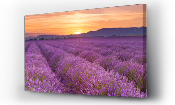 Krajobrazy, lawenda, natura, Panorama