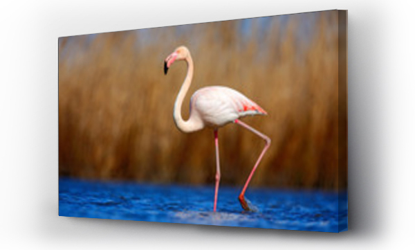 Wizualizacja Obrazu : #102591342 Greater Flamingo, Phoenicopterus ruber, beautiful pink big bird in dark blue water, with evening sun, reed in the background, animal in the nature habitat, Camargue, France

