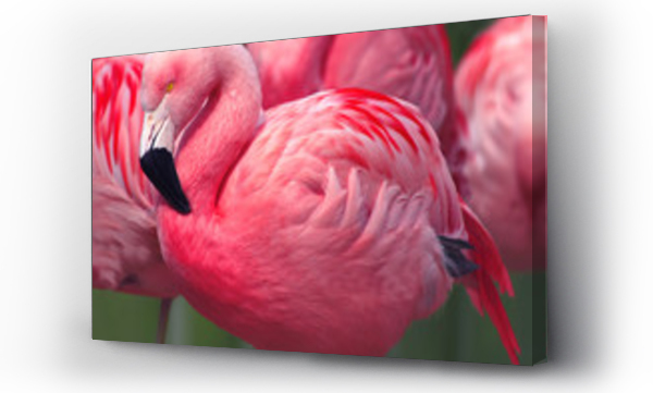 Wizualizacja Obrazu : #102723693 Flamingi