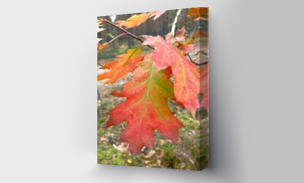 Wizualizacja Obrazu : #1027926511 Kolory jesieni - kolorowe li?cie