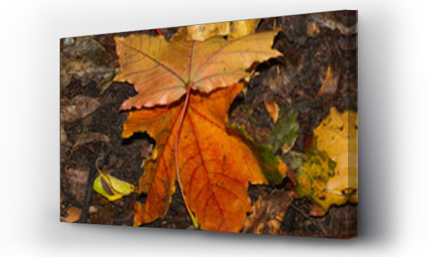 Wizualizacja Obrazu : #1037507939 Kolorowe jesienne li?cie