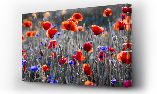 Kwiaty, mak, Maki, łąka, Łąka kwiaty