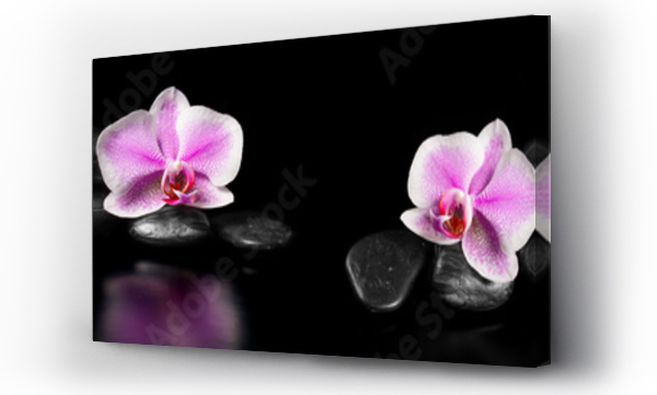 Wizualizacja Obrazu : #104658582 Horizontal panorama with pink orchids and zen stones on black ba