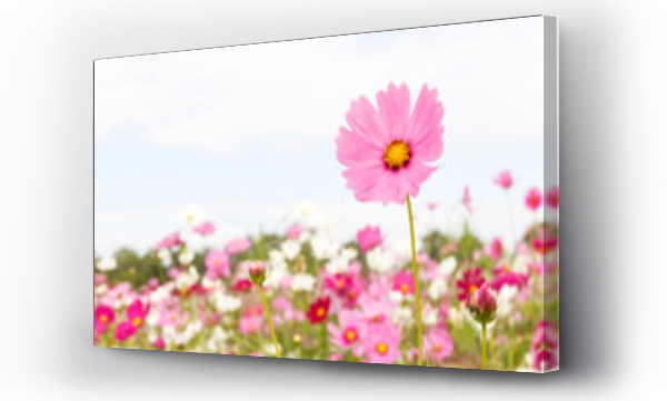 Wizualizacja Obrazu : #105407912 Pink cosmos flowers.