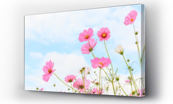 Wizualizacja Obrazu : #105409051 Pink cosmos flowers.