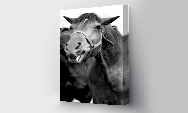 Wizualizacja Obrazu : #105837576 konie, ko?, zwierz?ta, ssaki, ssak, emocje, natura