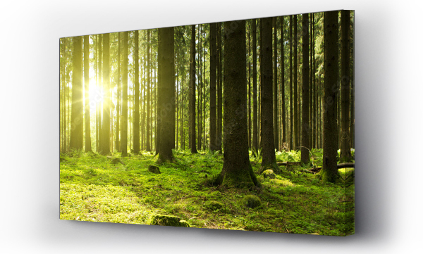 Wizualizacja Obrazu : #106127578 Światło słoneczne w zielonym lesie.