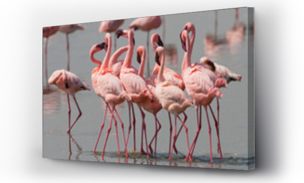 Wizualizacja Obrazu : #107611362 The courtship dance flamingo. Kenya. Africa. Nakuru National Park. Lake Bogoria National Reserve. An excellent illustration.