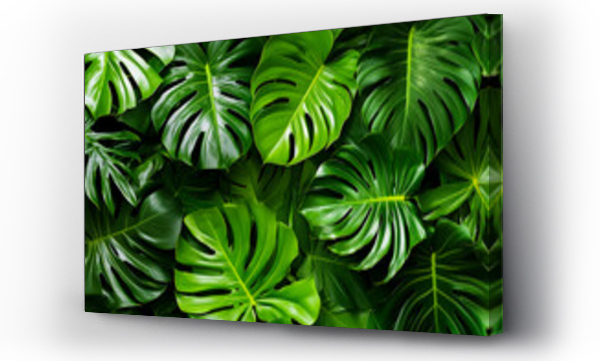 monstera