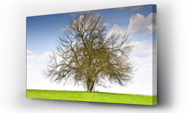 Wizualizacja Obrazu : #109121601 Krajobraz z kilkoma drzewami i chmurami na b??kitnym niebie. Wiejski krajobraz wczesn? wiosn? w pogodny dzie?. 