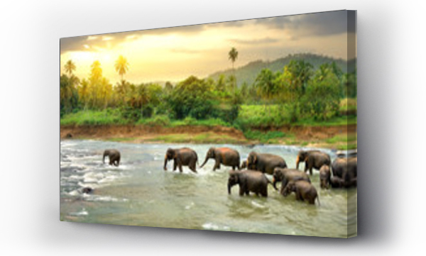 Słonie w rzece