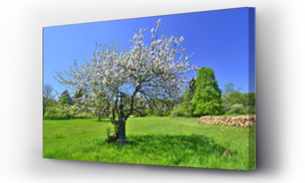 Wizualizacja Obrazu : #109776591 Kwitn?ce drzewo i krzy? - wiosna w Beskidzie Niskim
