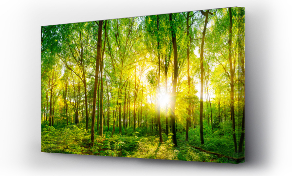 Wizualizacja Obrazu : #110230986 Panorama lasu w promieniach słońca