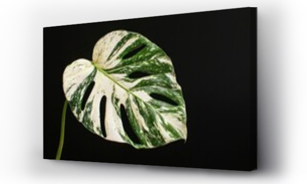 monstera