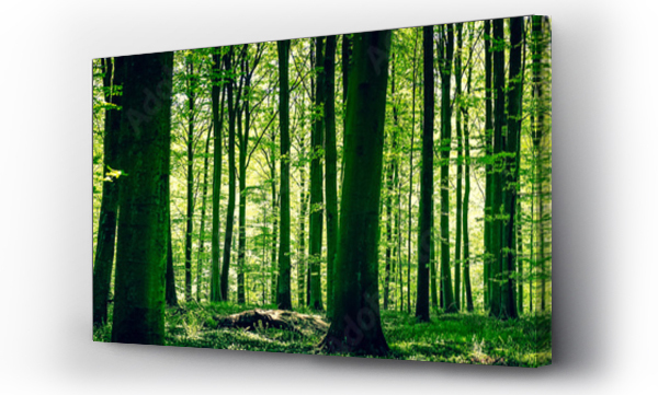 Idylliczny las na wiosnę