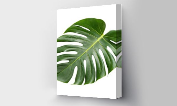 monstera
