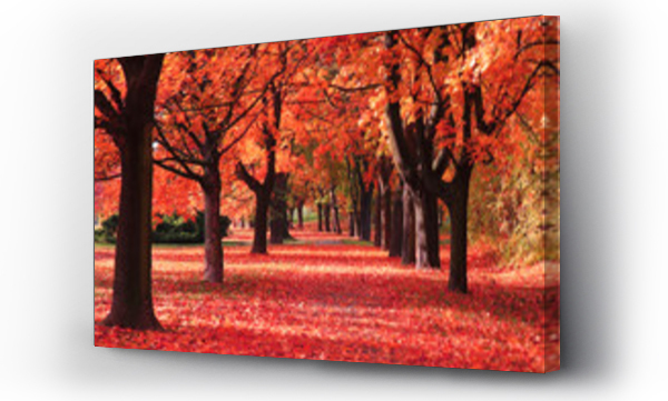 Wizualizacja Obrazu : #111579603 kolor jesień las