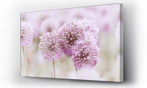 Wizualizacja Obrazu : #111815246 Garlic Flowers