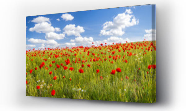 Kwiaty, Kwiaty polne, polne kwiaty, łąka, Łąka kwiaty