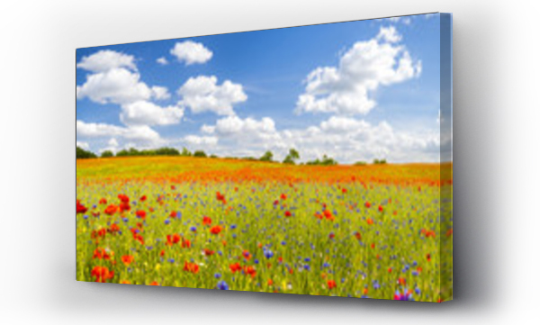 wiosenna ??ka pokryta kwitn?cymi makami i chabrami