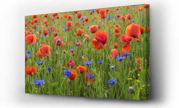 Kwiaty, Maki i chabry, łąka, Łąka kwiaty