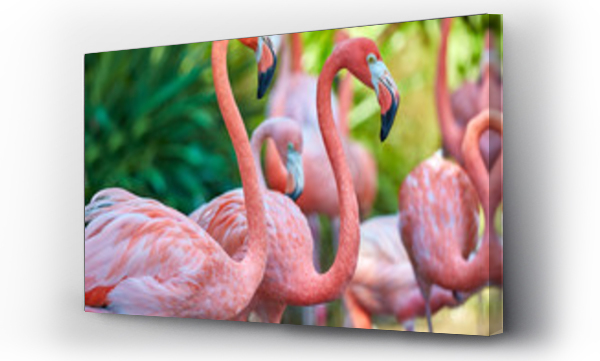 Wizualizacja Obrazu : #112604436 Pink flamingos