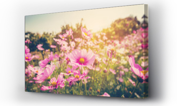 Wizualizacja Obrazu : #112700240 kwiat kosmosu i światło słoneczne z tonem vintage.