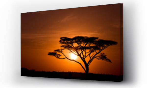 Drzewo akacjowe na tle wschodu słońca w Serengeti w Tanzanii
