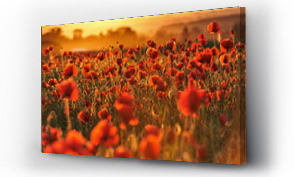 Krajobraz kwiaty, Kwiaty, Pole Maków