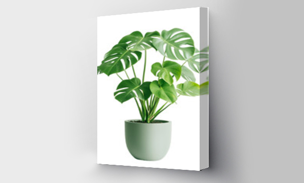 monstera