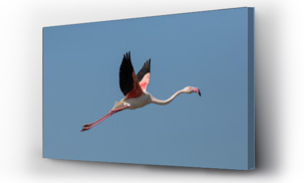 Wizualizacja Obrazu : #113981781 Flying Greater flamingo (Phoenicopterus roseus), Camargue, France