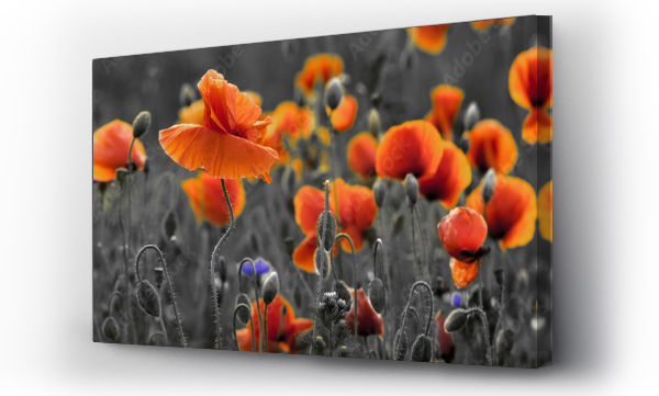 Kwiaty, mak, Maki, Pole kwiatów, polne kwiaty, wiosna kwiatów, łąka, Łąka kwiaty