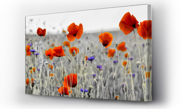 Kwiaty, polne kwiaty, wiosna kwiatów, łąka, Łąka kwiaty