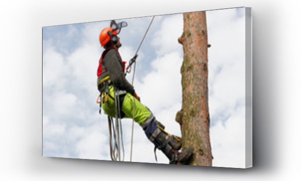 Wizualizacja Obrazu : #114380910 Metoda alpinistyczna wycinki drzew