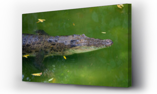 Wizualizacja Obrazu : #1149887959 Estuarine crocodile (Crocodylus porosus) in the water