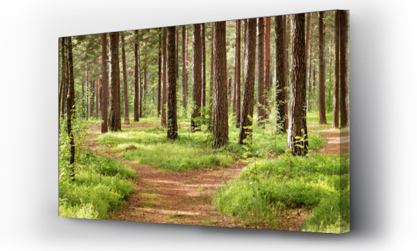 Wizualizacja Obrazu : #116802060 panorama lasu sosnowego w lecie. Ścieżka w parku