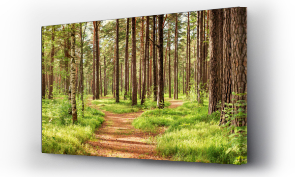 panorama lasu sosnowego w lecie. Ścieżka w parku