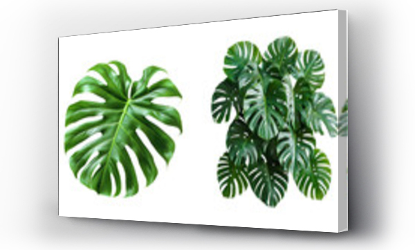 monstera