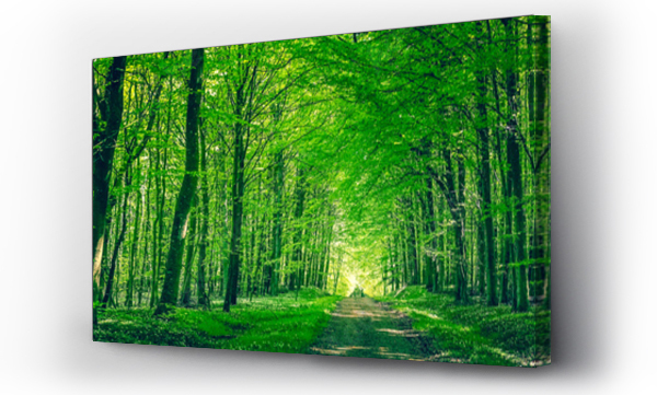Wizualizacja Obrazu : #117728504 Panorama z drogą w lesie