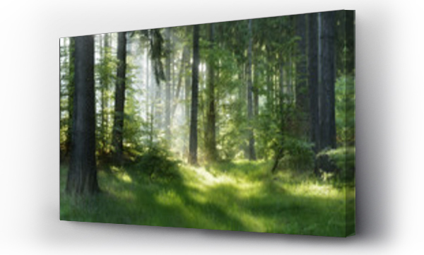 Wizualizacja Obrazu : #118164196 Natural Forest of Spruce Trees, Sunbeams through Fog create mystic Atmosphere