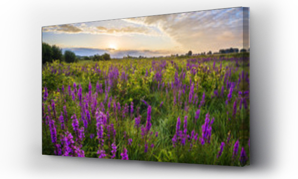 Wizualizacja Obrazu : #118230421 Lato na ??ce,fioletowe kwiaty polne kwitn?ce na ??ce o poranku