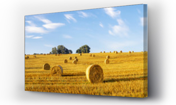 Wizualizacja Obrazu : #118631958 Koniec ?niw,snopki na polu