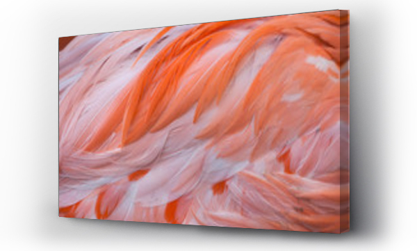 Wizualizacja Obrazu : #118724495 Caribbean flamingo (Phoenicopterus ruber)